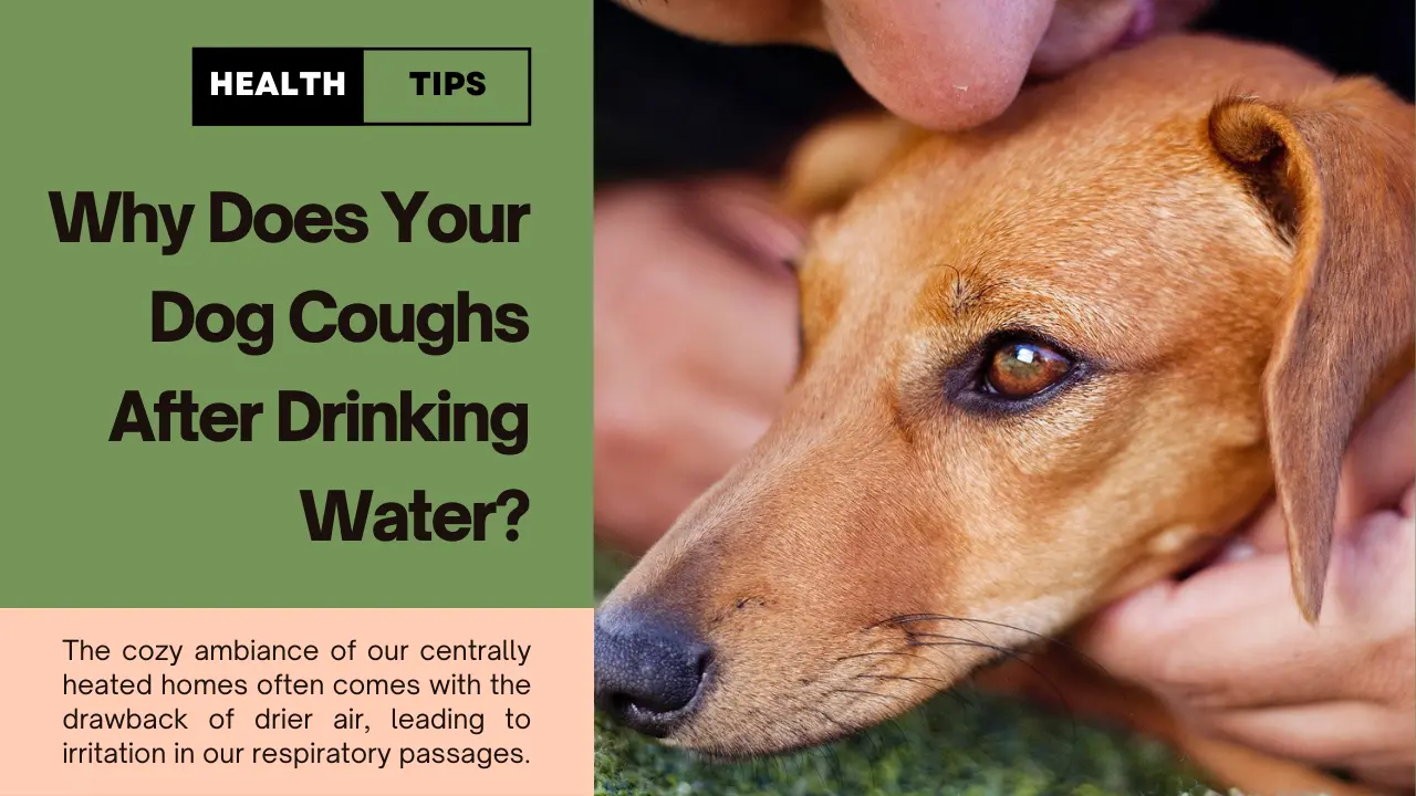 Dog Coughs After Drinking Water