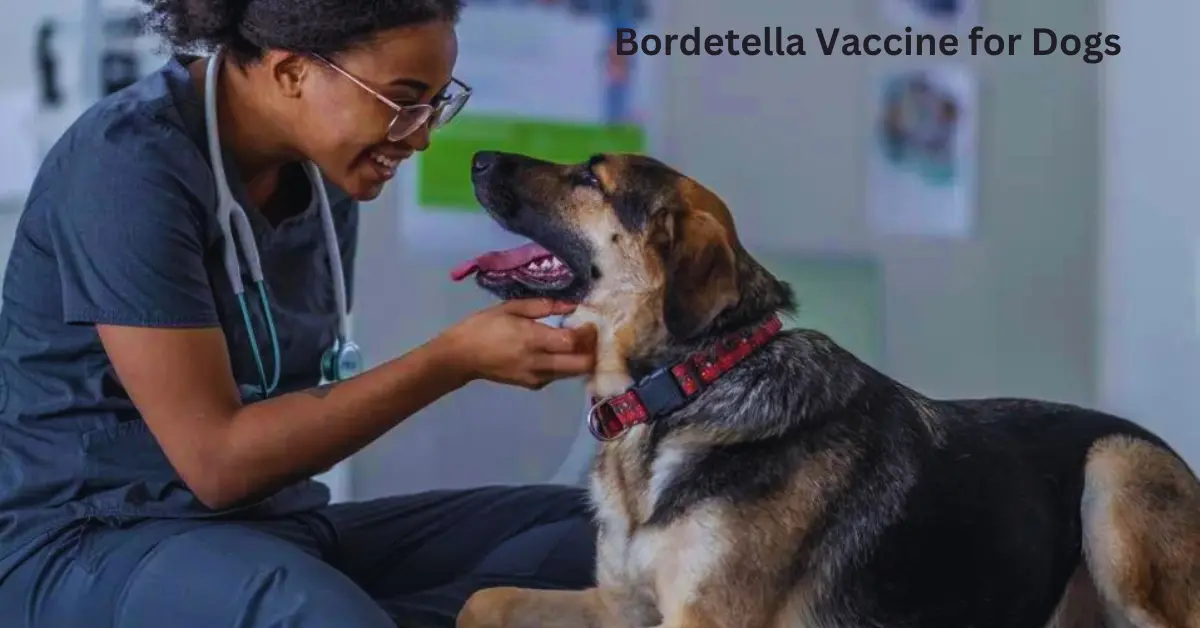 Bordetella Vaccine for Dogs