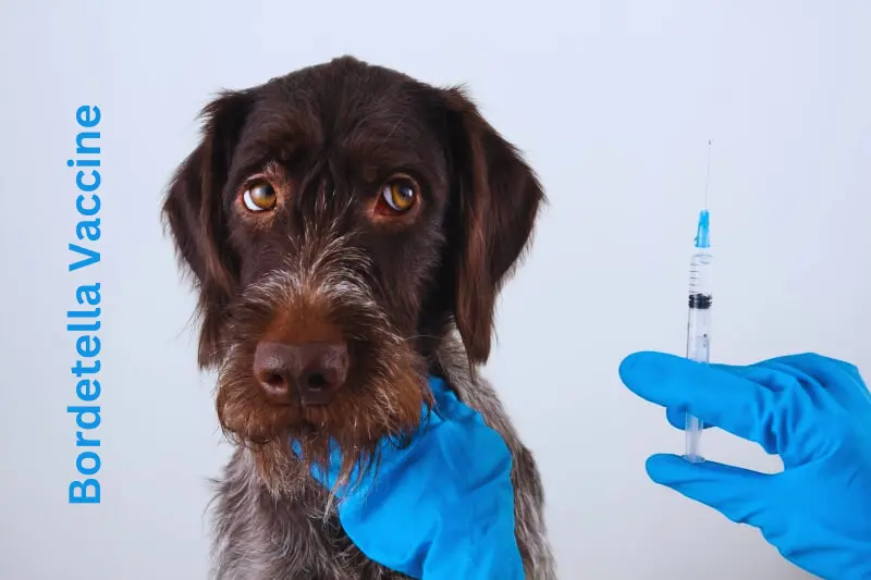 Bordetella Vaccine for Dogs