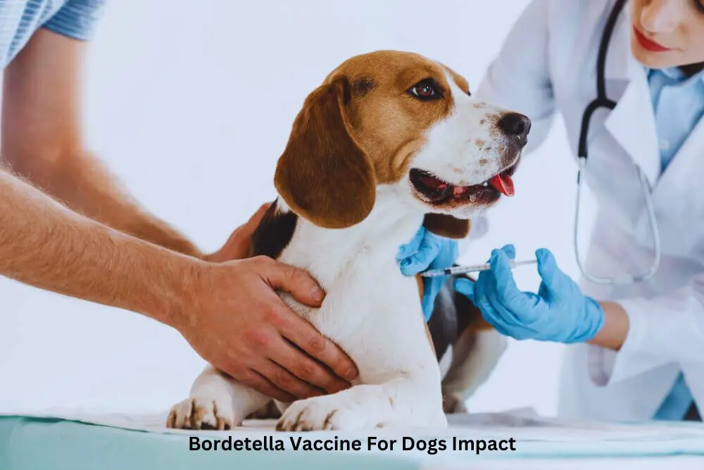 Bordetella Vaccine