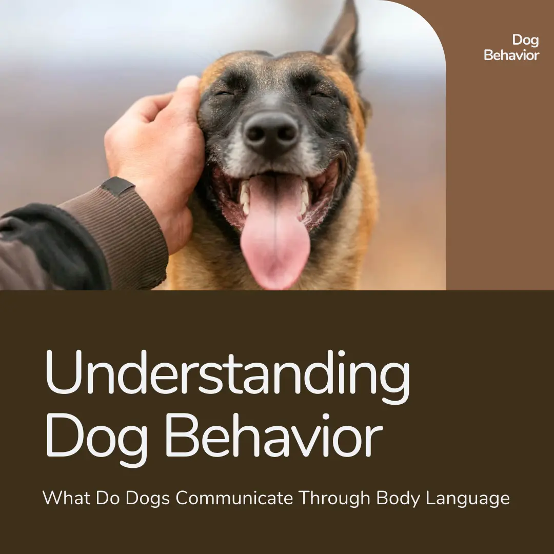 Dog Behavior