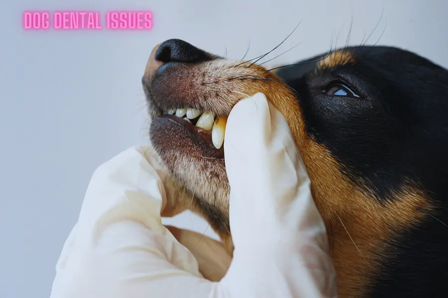 Dog Dental Issues