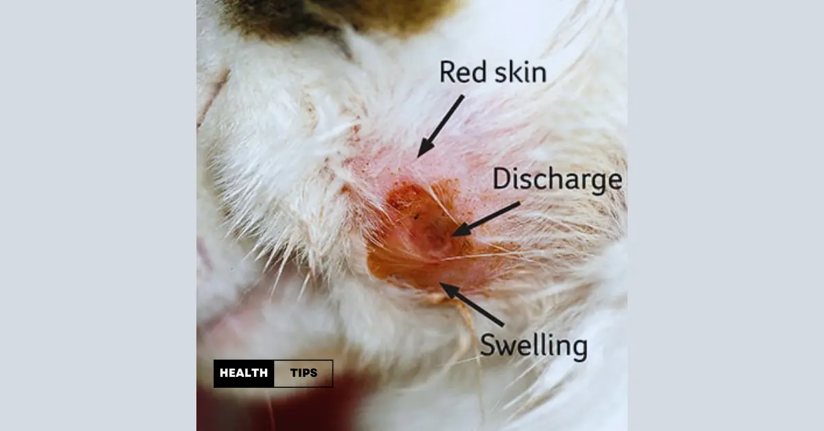 How to Clean a Dog Wound