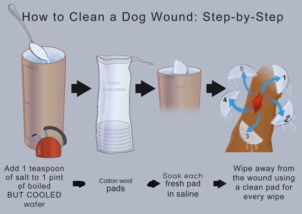 How to Clean a Dog Wound Step-by-Step