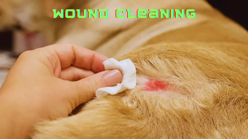 How to Clean a Dog Wound