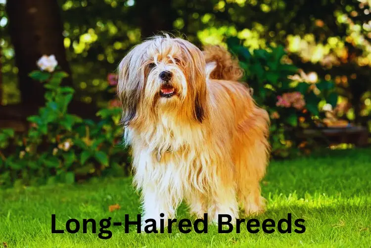 Long-Haired Breeds