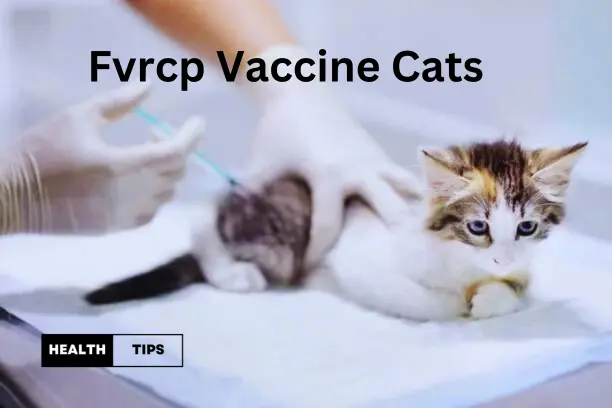 Fvrcp Vaccine Cats