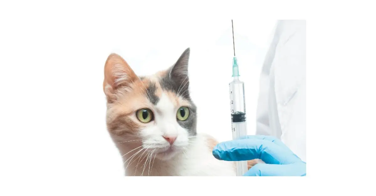 Fvrcp Vaccine Cats