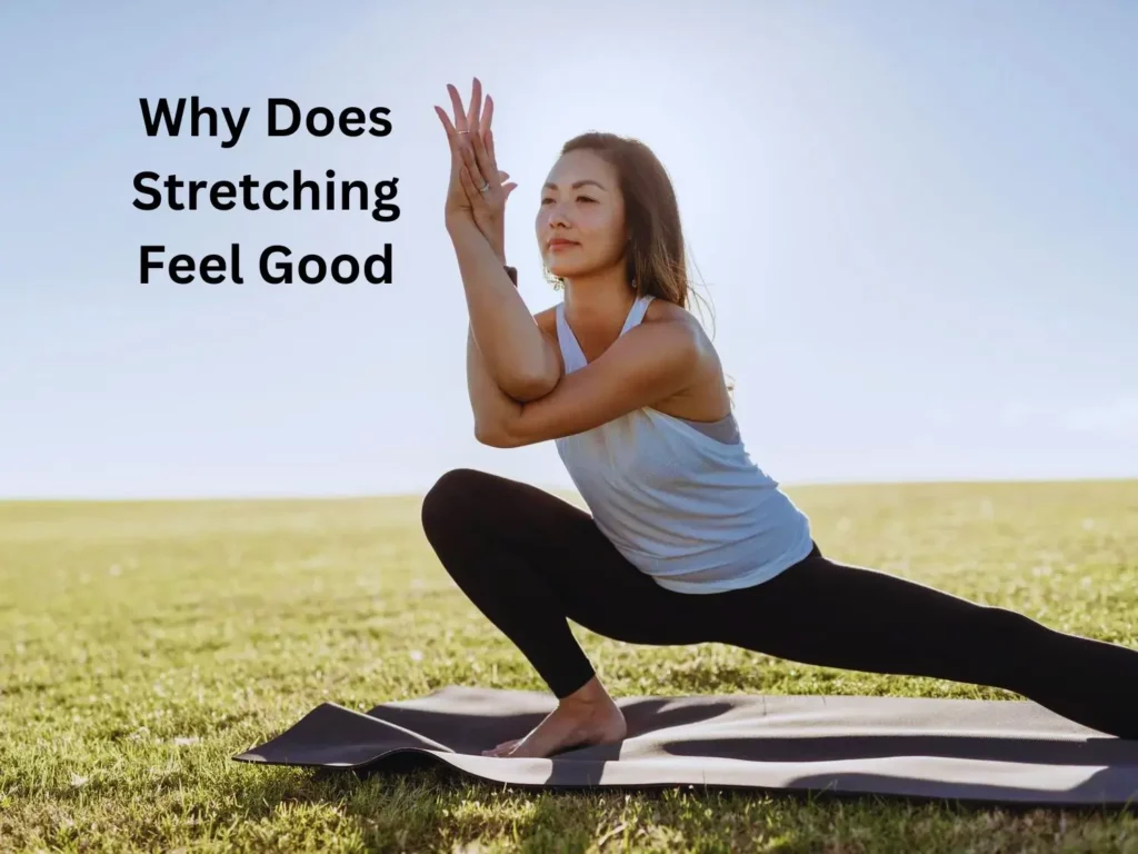 Why Does Stretching Feel Good